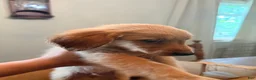 Mixed Breed dogs for sale: Mixed Breed 12 - Ad 2
