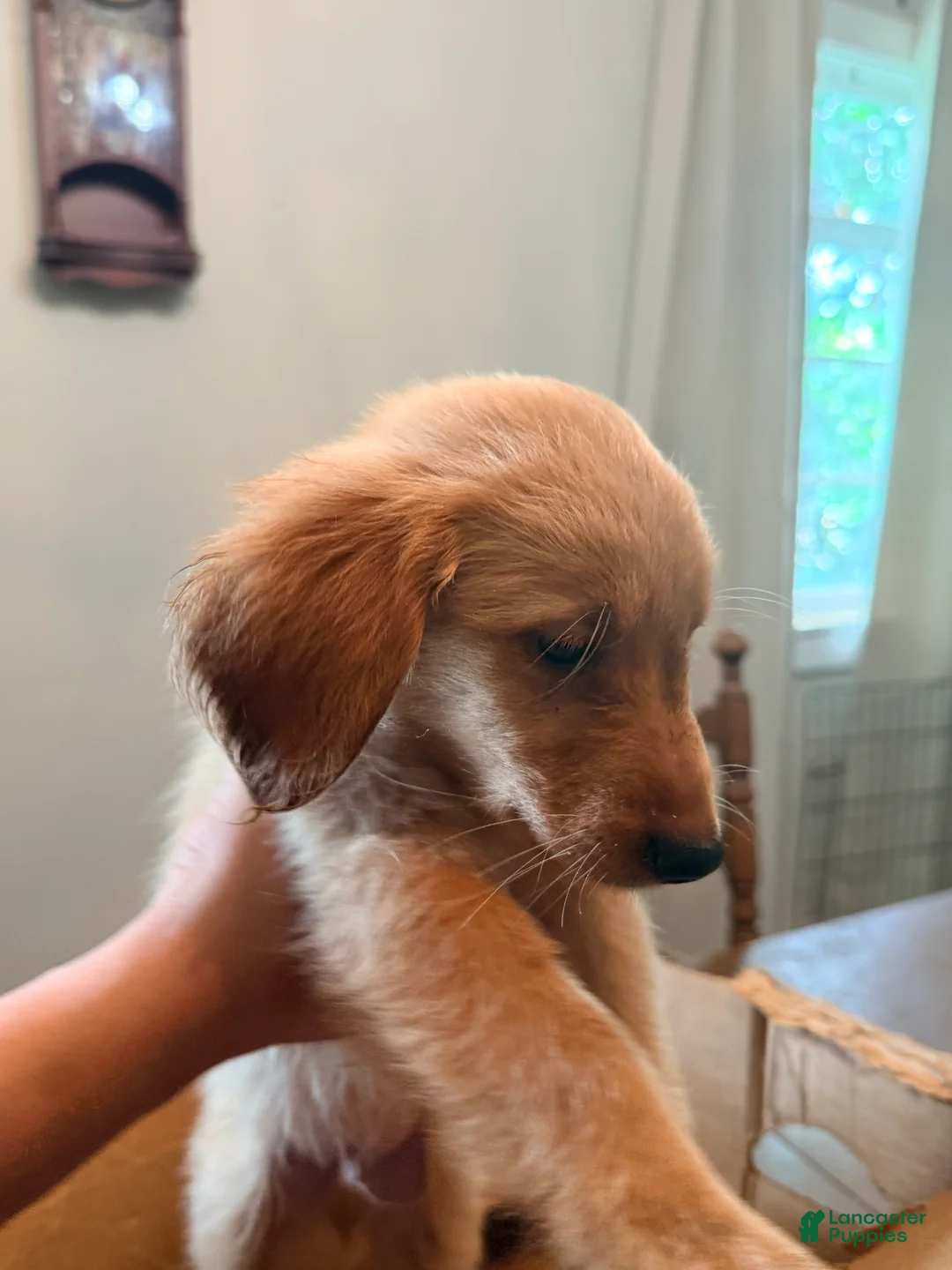Mixed Breed dogs for sale: Mixed Breed 12 - Ad 2
