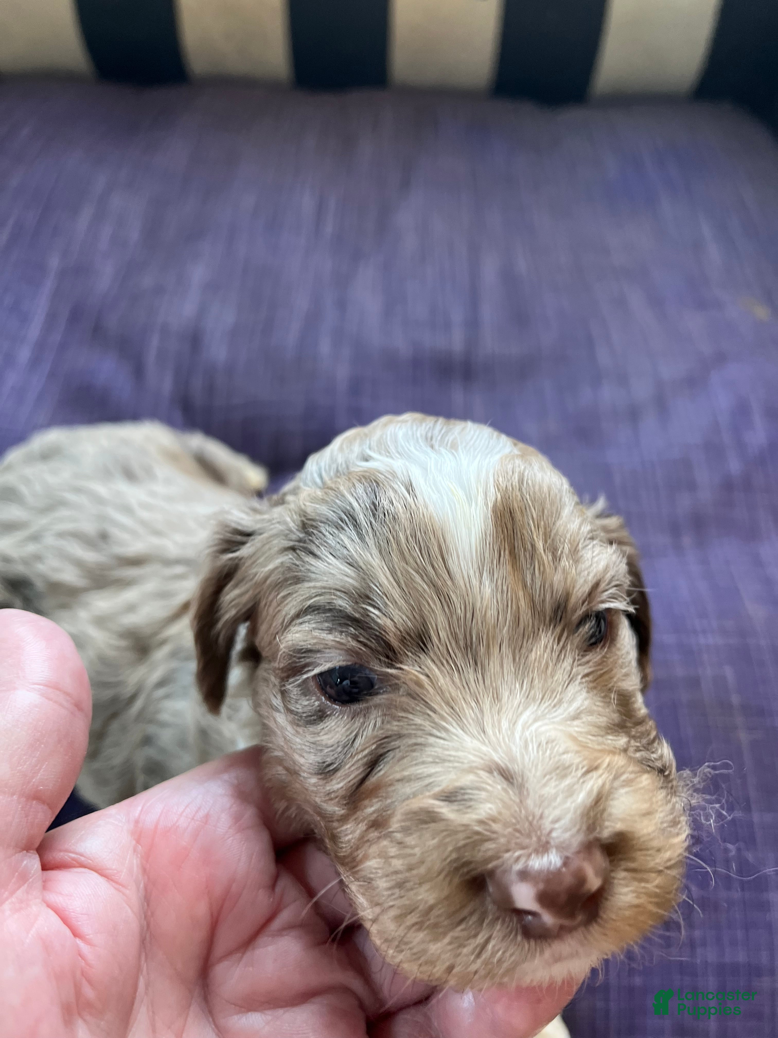 Aussiedoodle dogs Aussiedoodle Puppy 4 - Ad 2