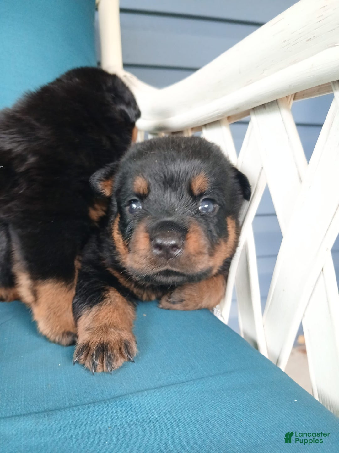 Meses Month Old Rottweiler Puppy Rottweiler 18 Months Old And