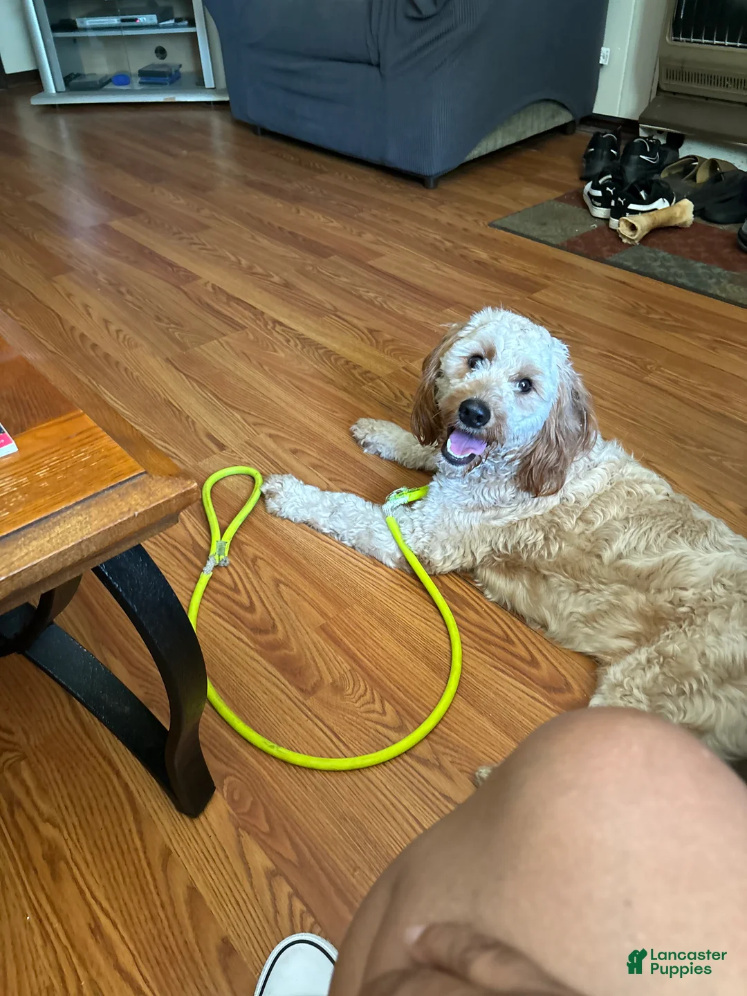 Goldendoodle dogs for sale: Goldendoodle Puppy 1 - Ad 4