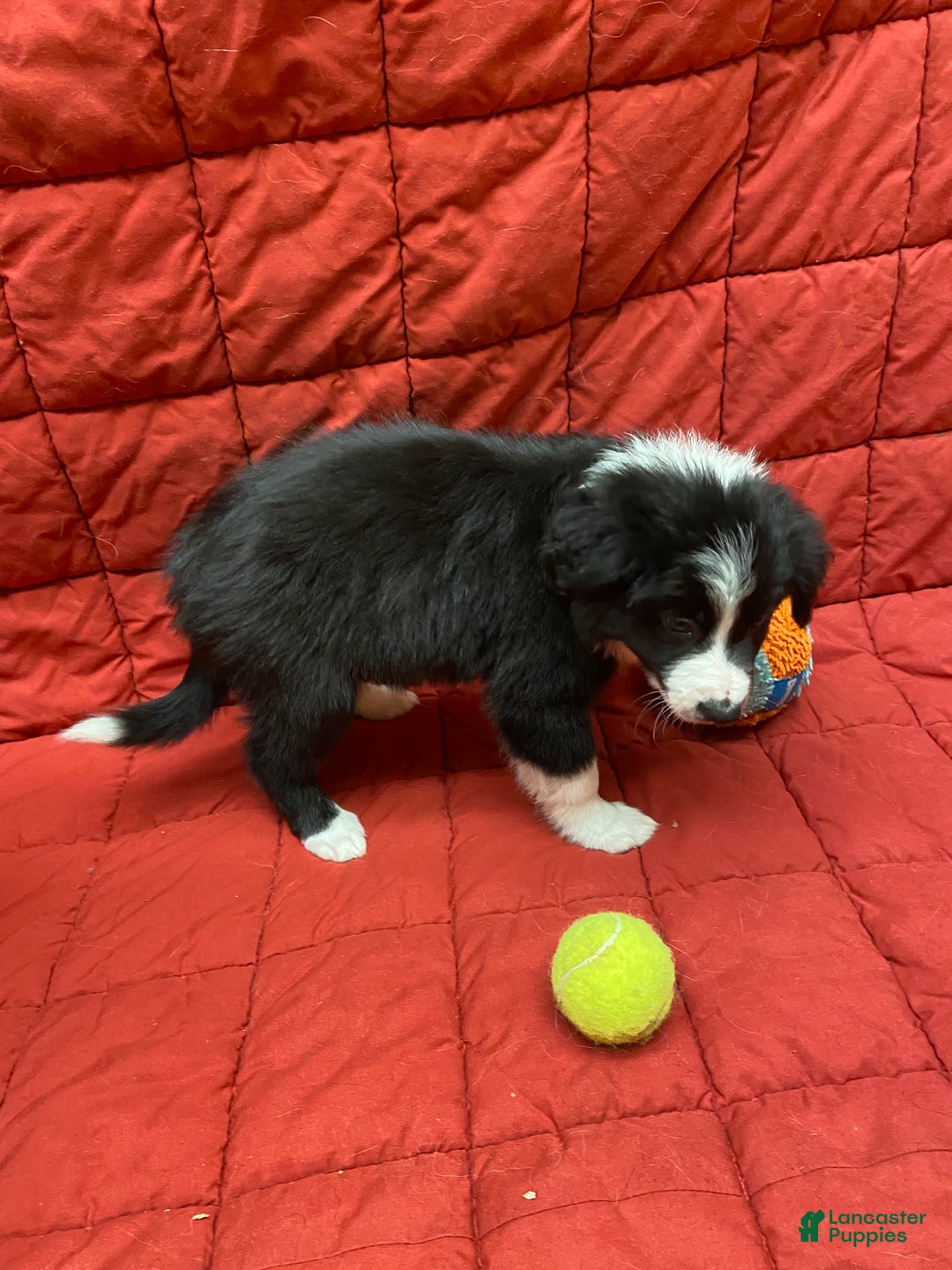 Border Collie dogs for sale: Eddie - Ad 3