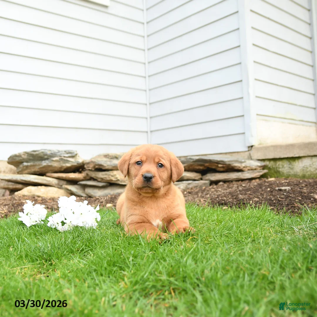 Labrador Retriever dogs for sale: Flicker - Ad 3