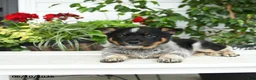 Australian Cattle Dog dogs for sale: Cindy - Ad 3