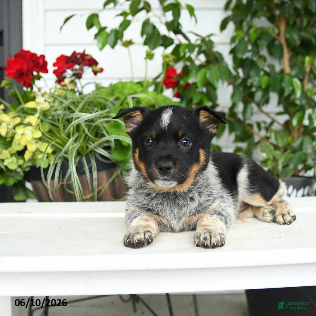 Australian Cattle Dog dogs for sale: Cindy - Ad 3