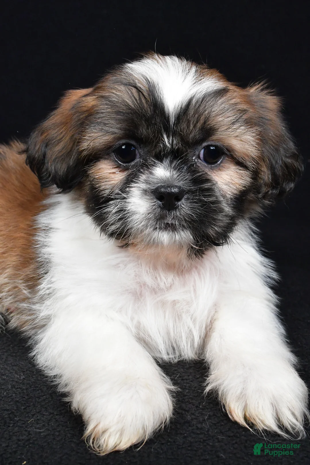 Shih Tzu dogs for sale: Bailey - Ad 3
