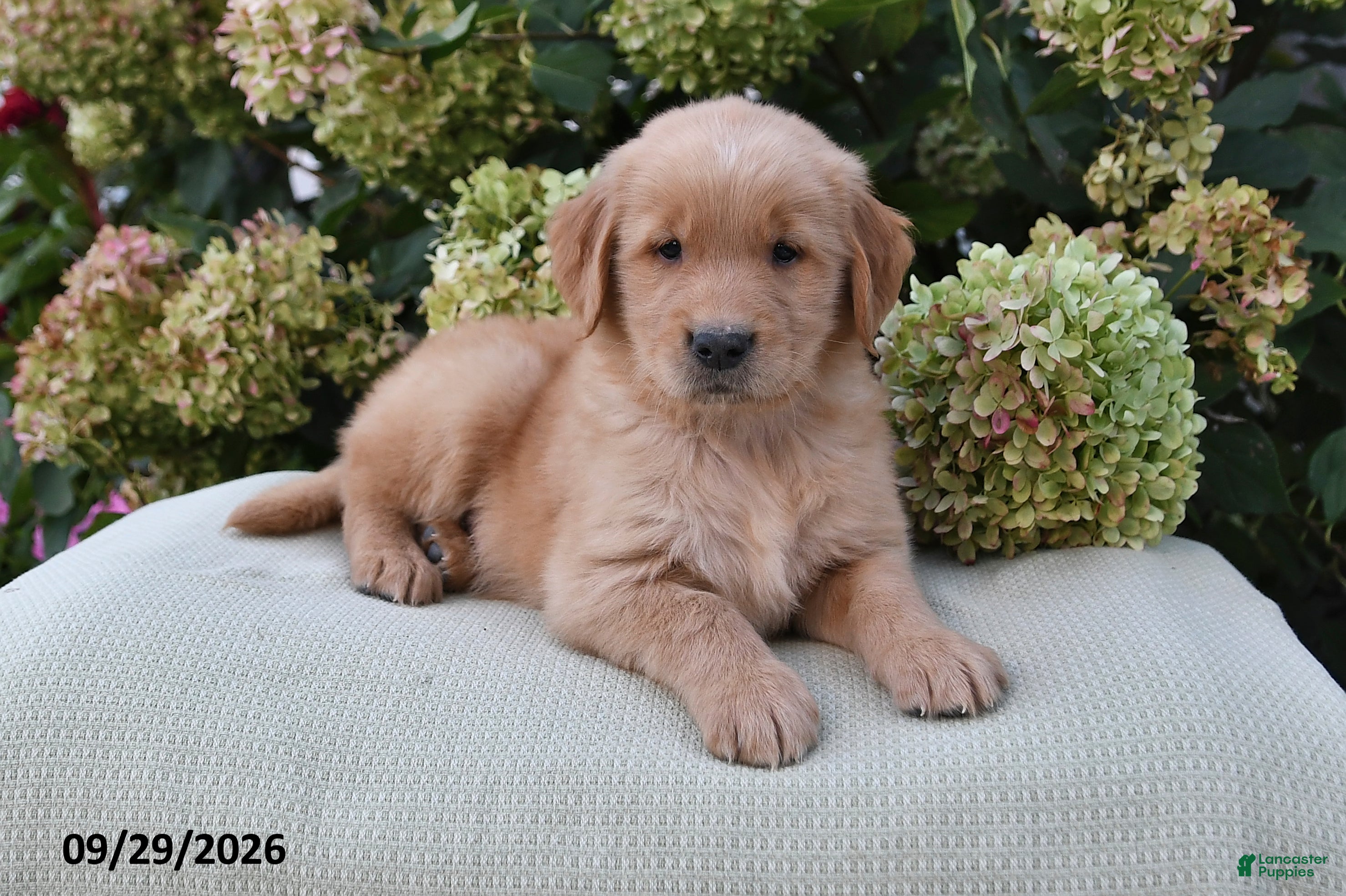 Golden Retriever dogs Kyle - Ad 1