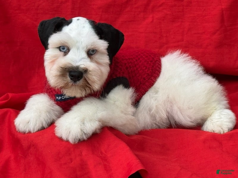Schnauzer dogs Bandit - Ad 1