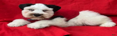 Bandit