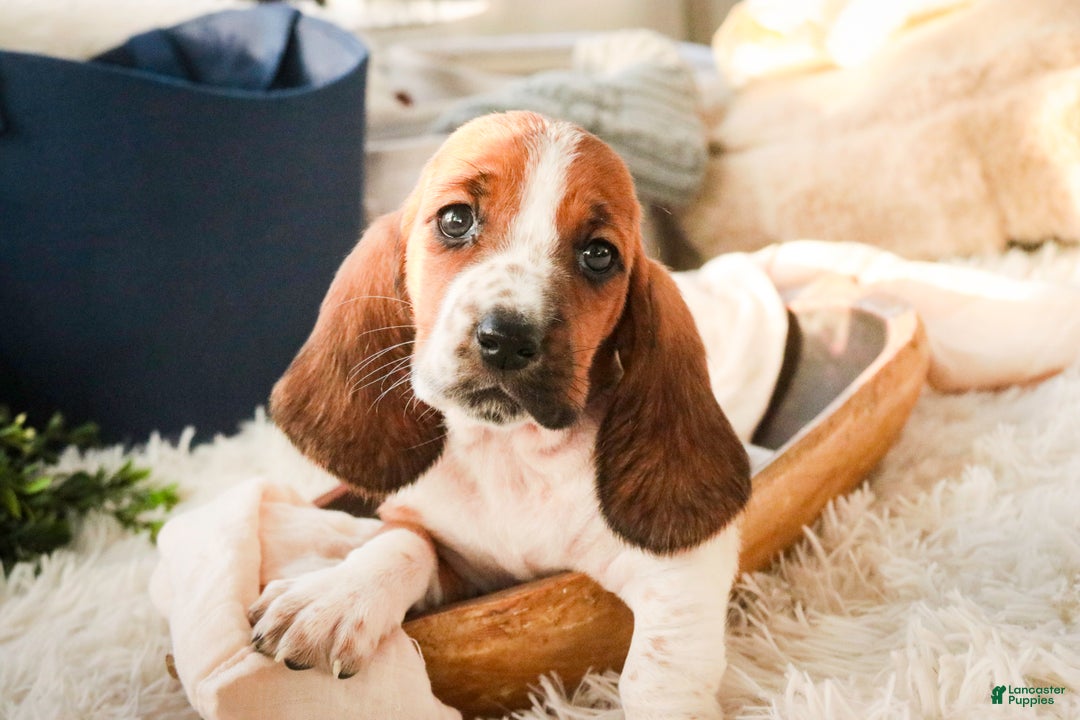 Basset Hound dogs for sale: Ainslie - Ad 4