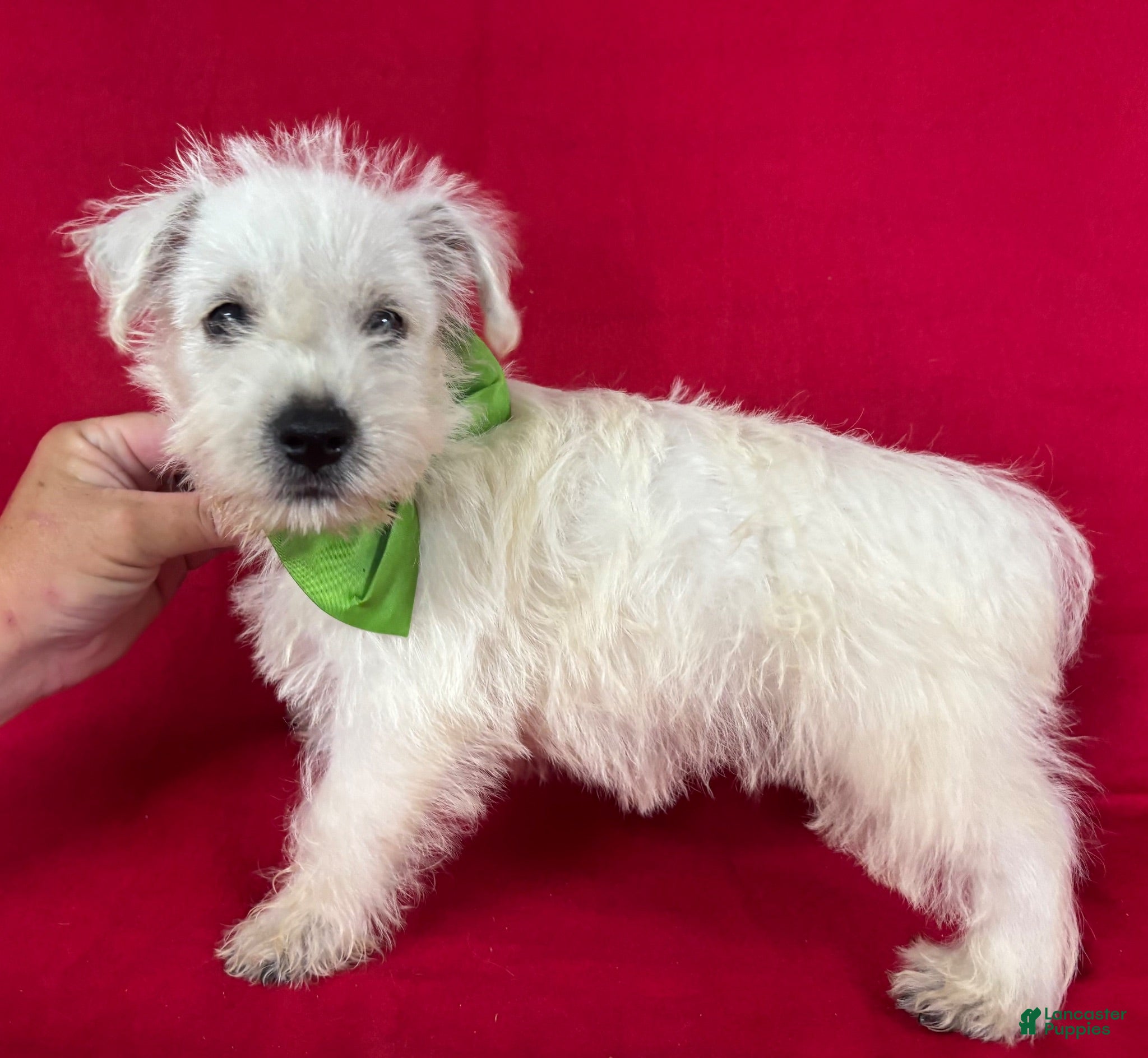 West Highland Terrier dogs West Highland Terrier 3 - Ad 1
