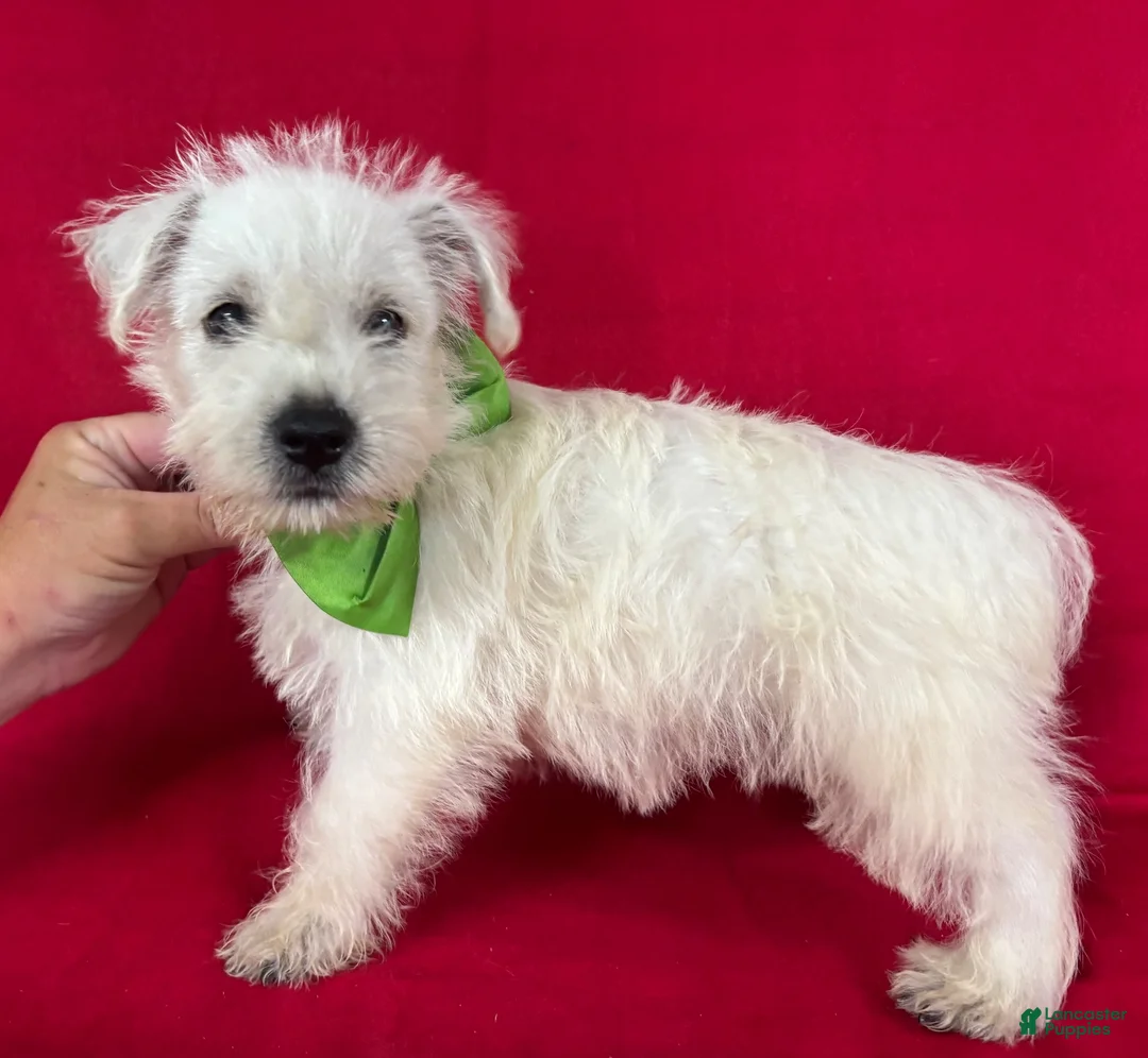 West Highland Terrier dogs for sale: West Highland Terrier 3 - Ad 1