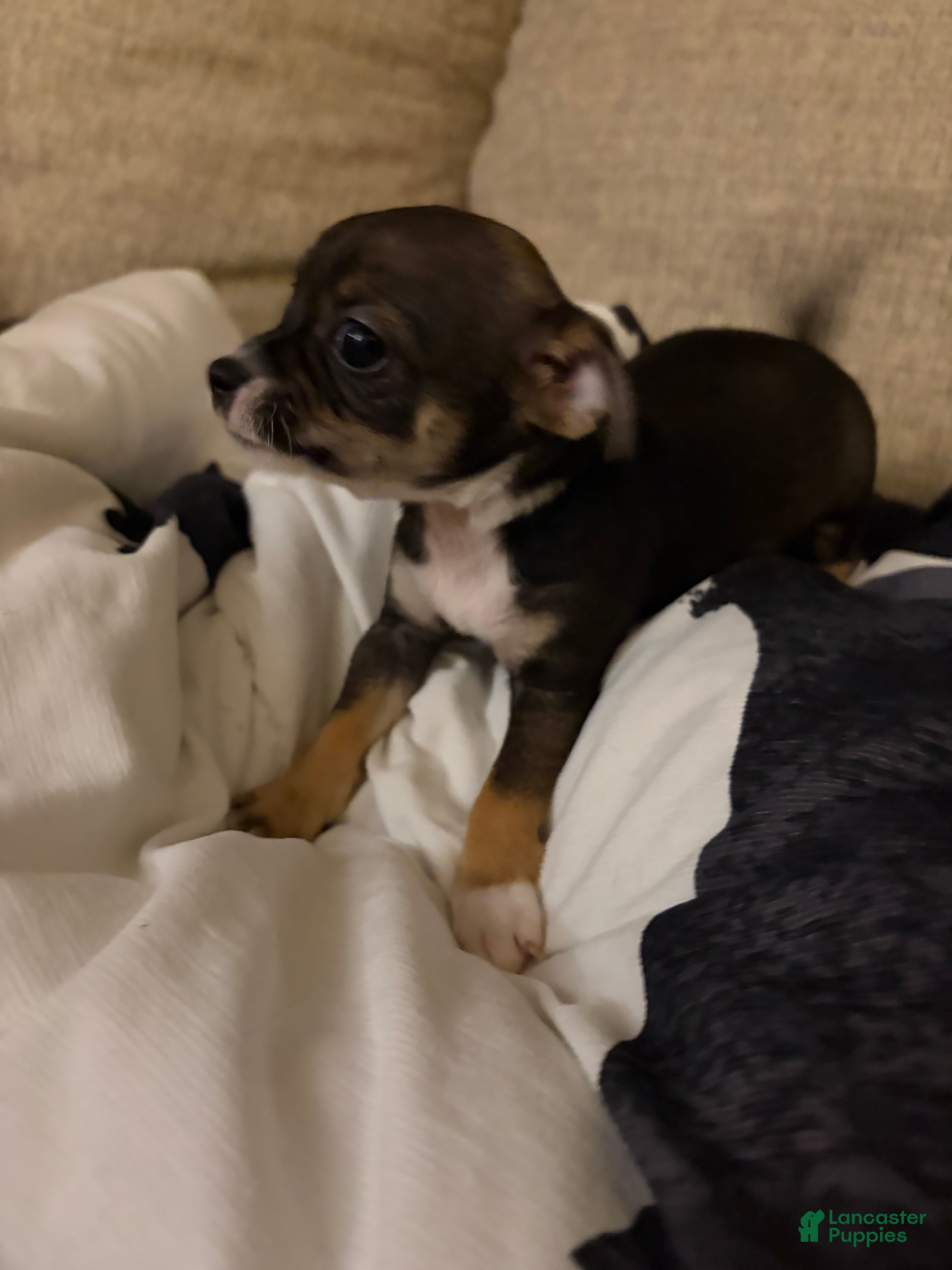 Chihuahua dogs Dexter - Ad 1