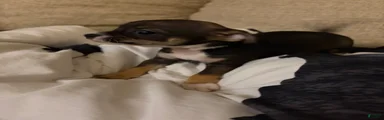 Dexter