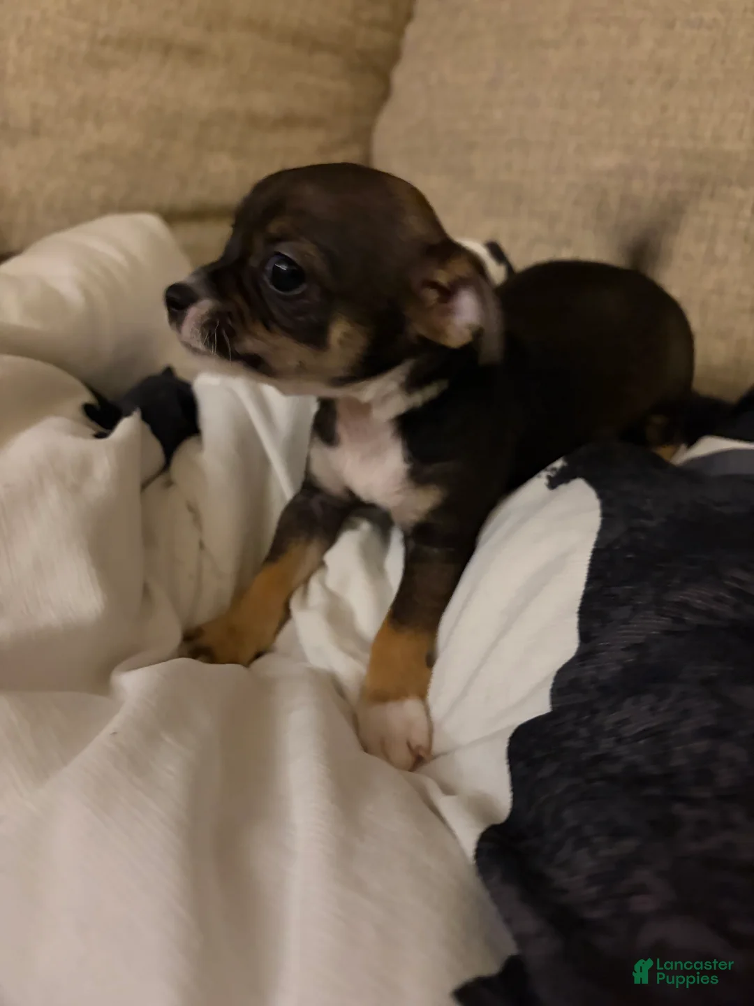 Chihuahua dogs for sale: Dexter - Ad 1