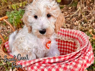 Sheepadoodle dogs - Ad 15
