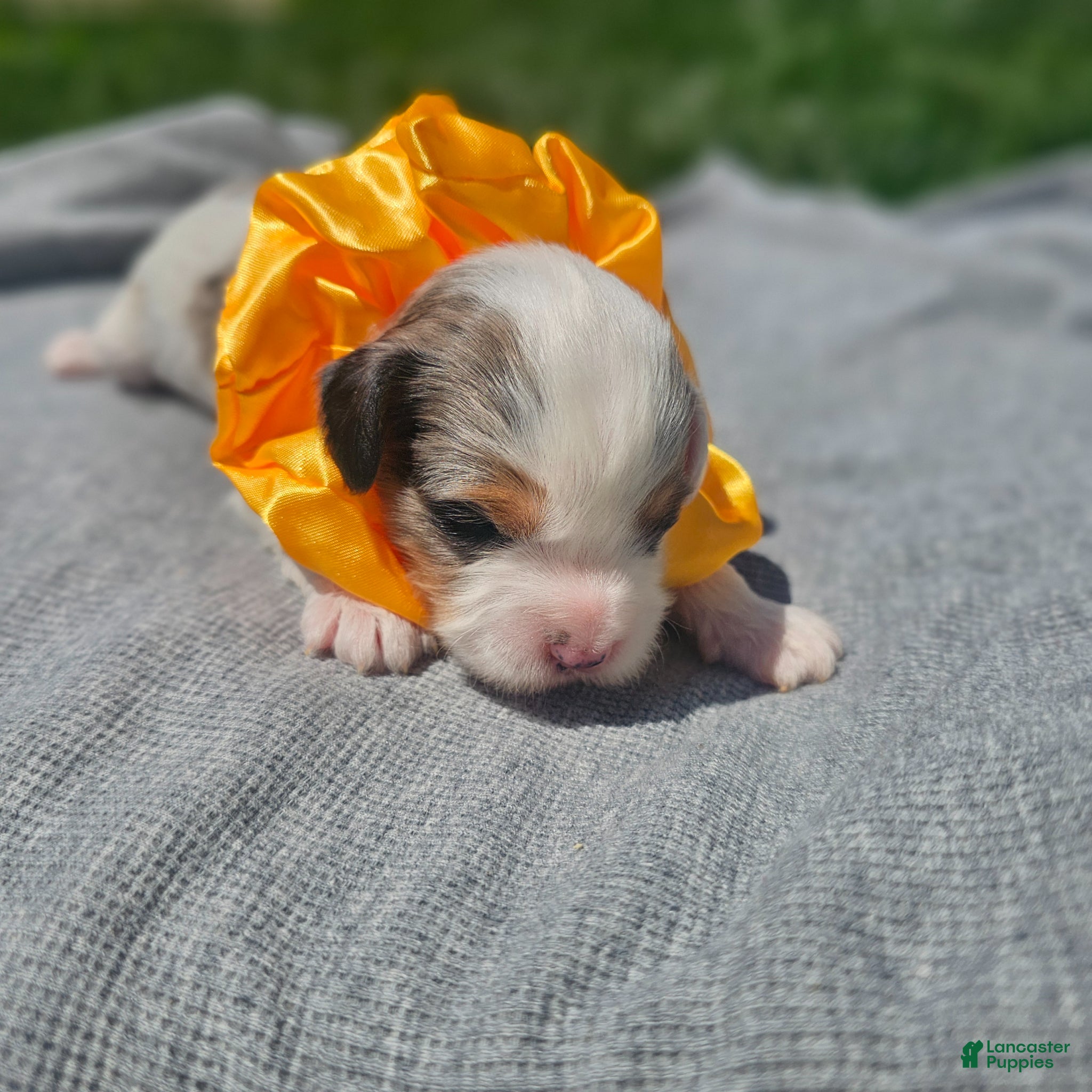Cavapoo dogs Skye - Ad 36
