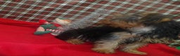 Yorkshire Terrier dogs for sale: Charlie - Ad 4