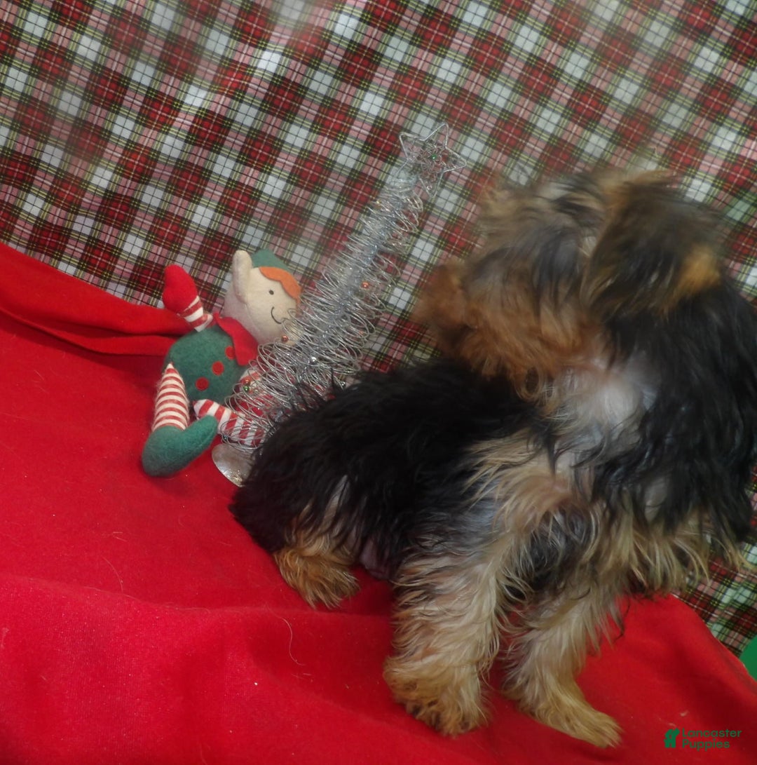 Yorkshire Terrier dogs for sale: Charlie - Ad 4