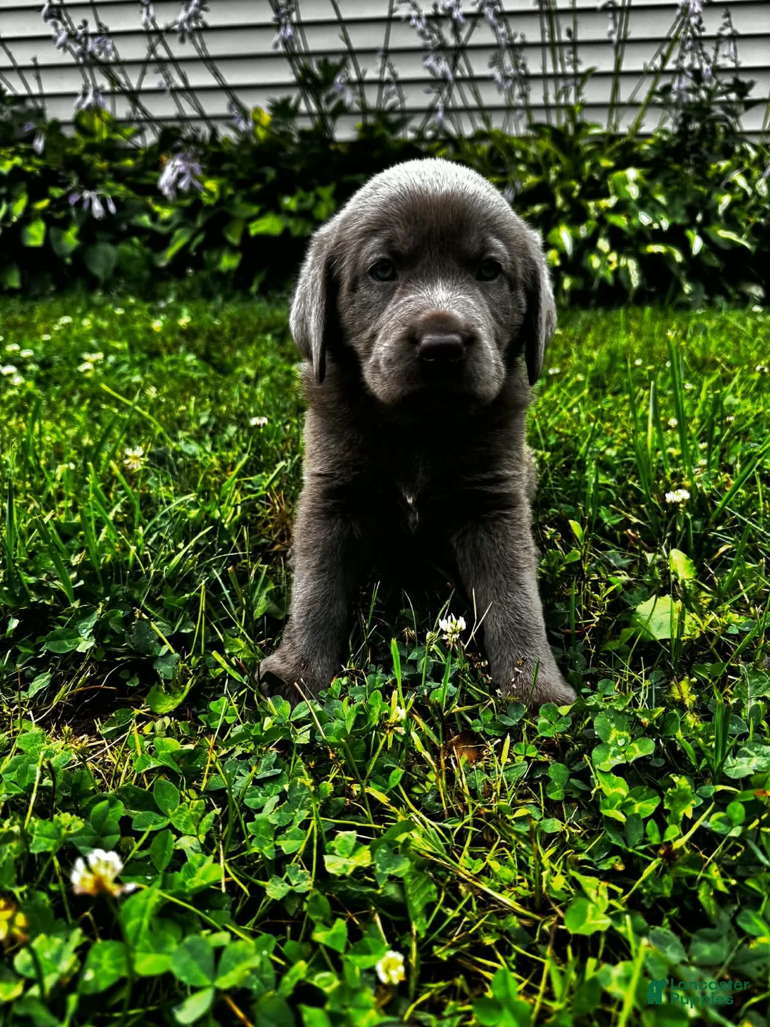 Labrador Retriever dogs for sale: Lavender - Ad 2