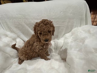 Mini Goldendoodle dogs Mini Goldendoodle Puppy Cream Puff - Ad 28