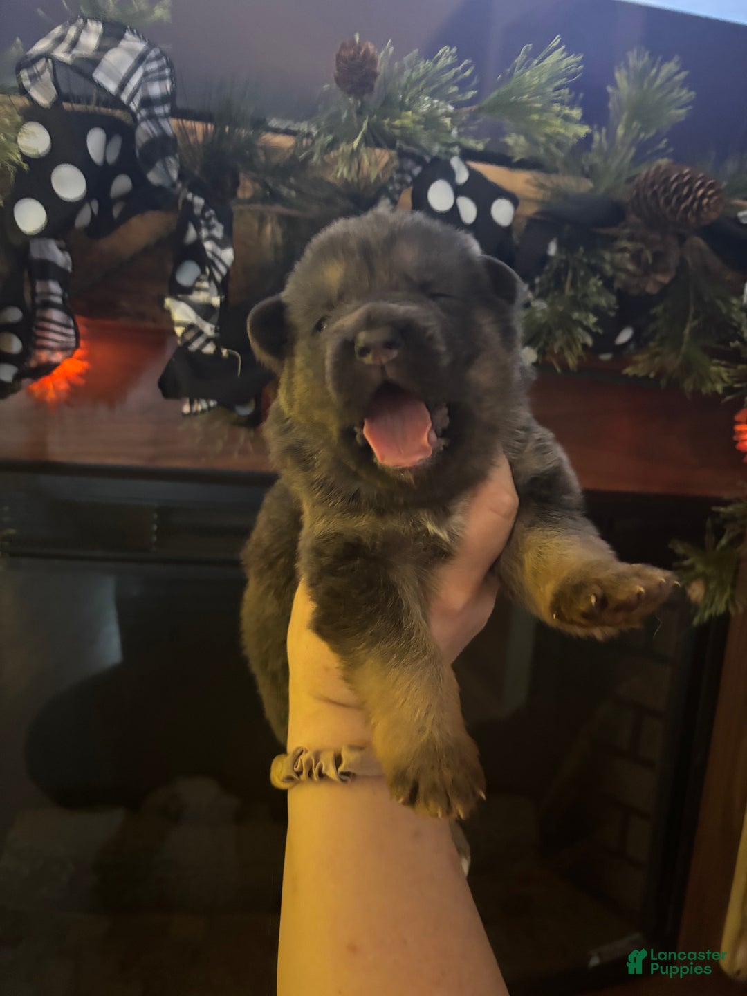 German Shepherd dogs for sale: German Shepherd Puppy 2 - Ad 1