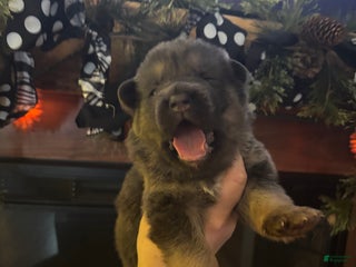 German Shepherd dogs German Shepherd Puppy 2 - Ad 6