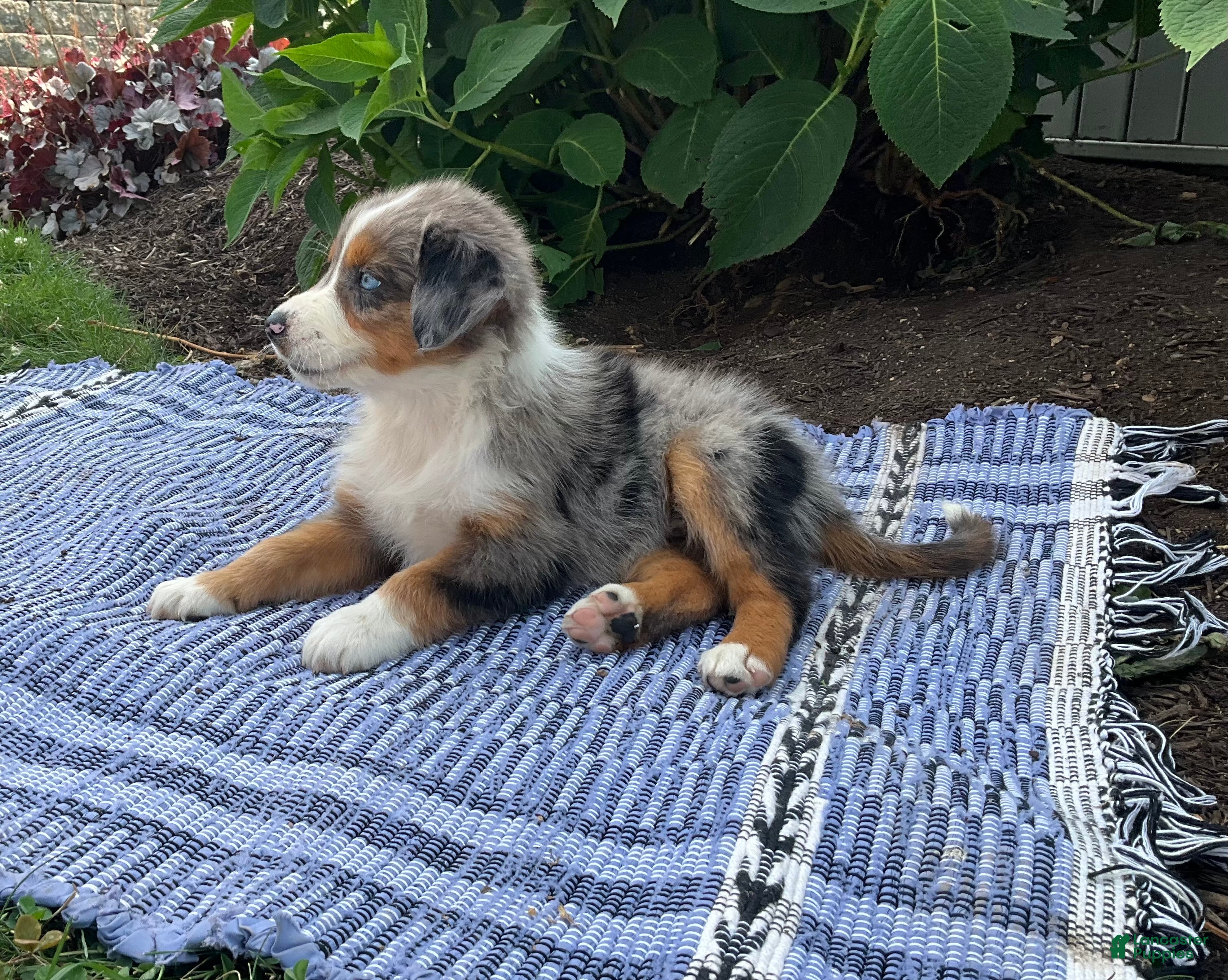 Australian Shepherd dogs  Zayne - Ad 1