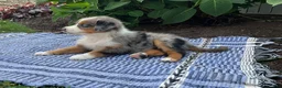 Australian Shepherd dogs for sale:  Zayne - Ad 1