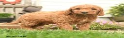 Goldendoodle dogs for sale: Risto - Ad 4
