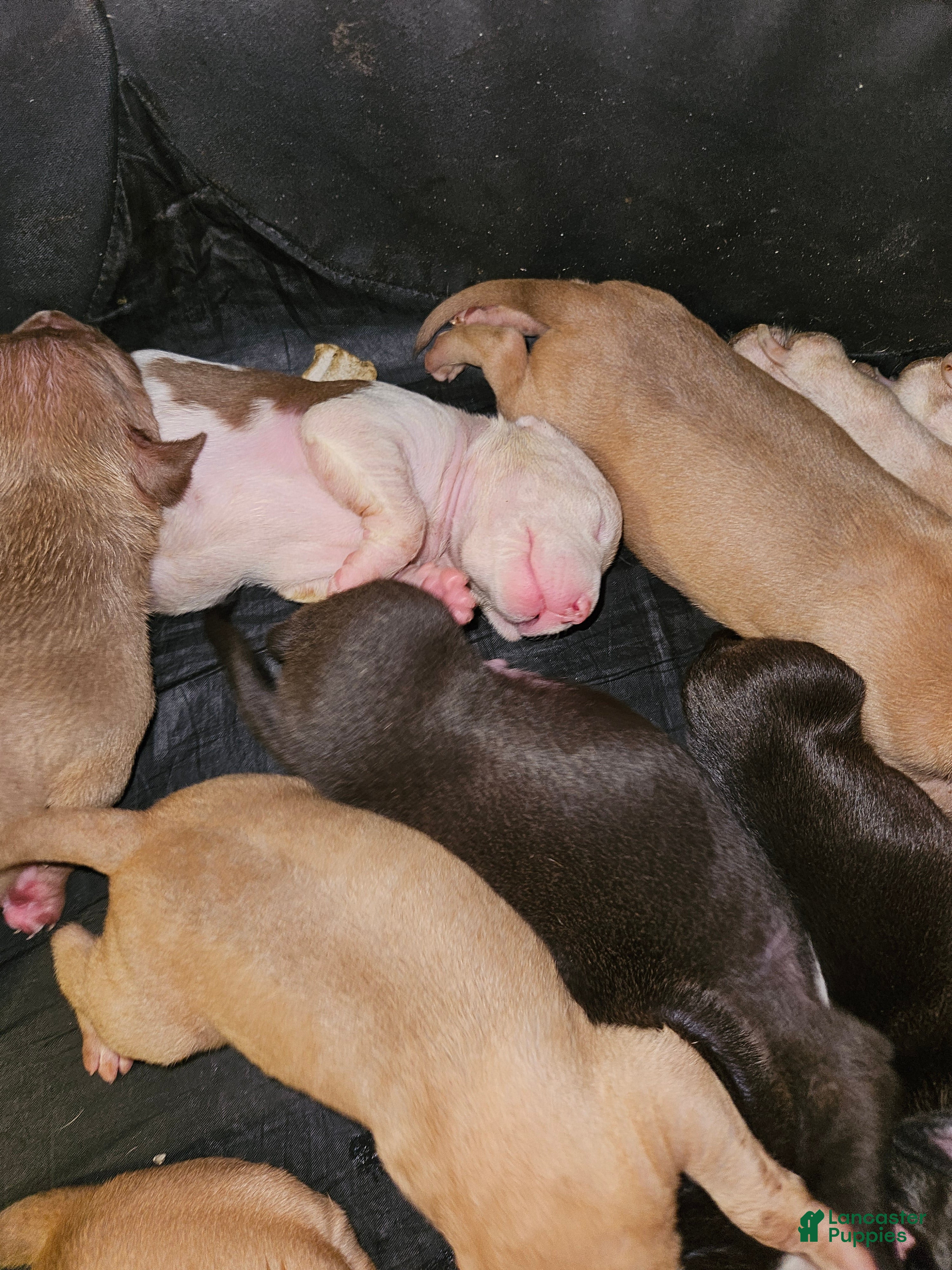 American Pit Bull Terrier dogs American Pit Bull Terrier 6 - Ad 29