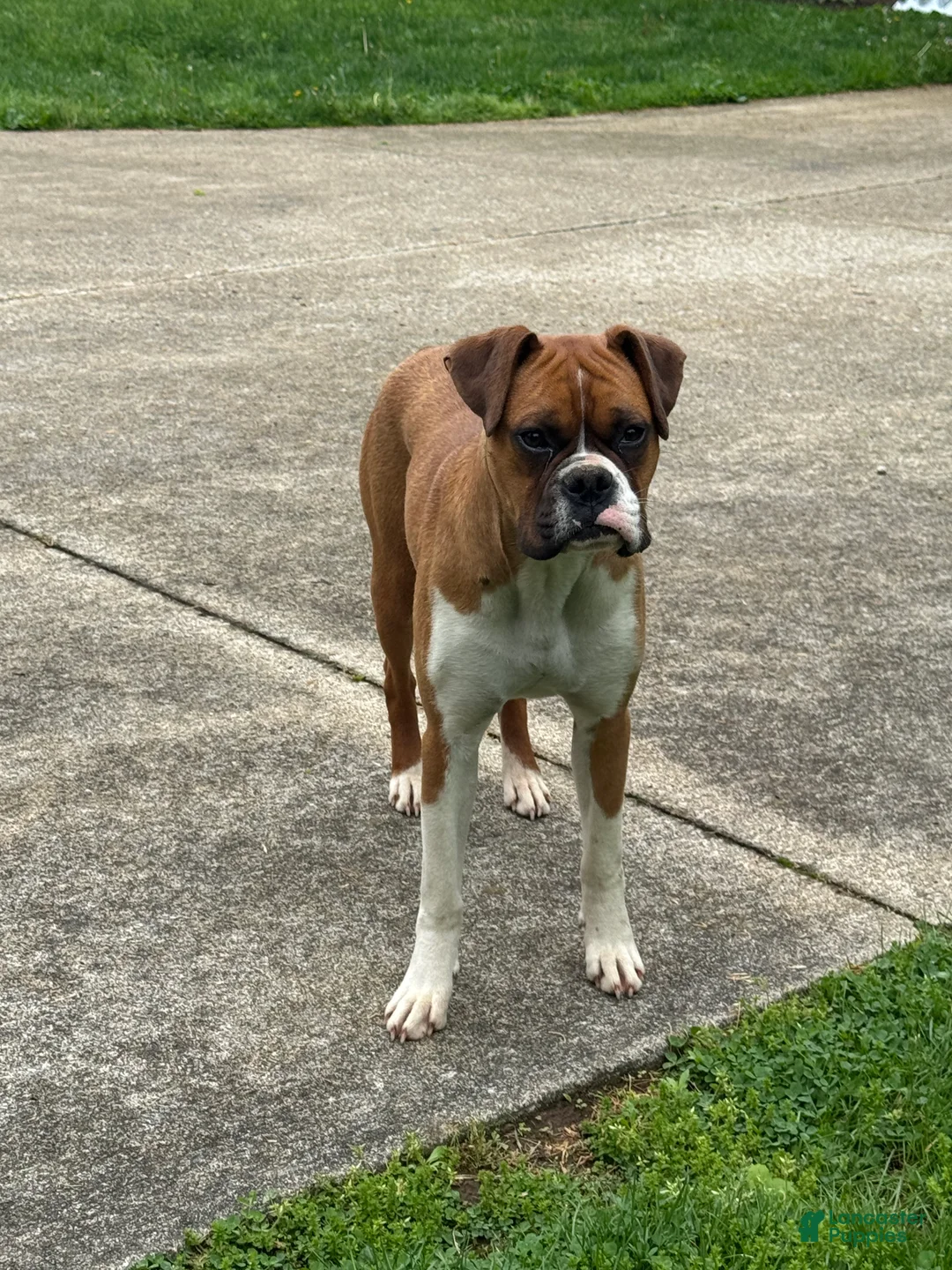 Boxer dogs for sale: Oakley - Ad 2