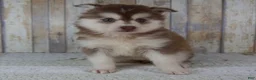 Pomsky dogs for sale: Cora - Ad 6