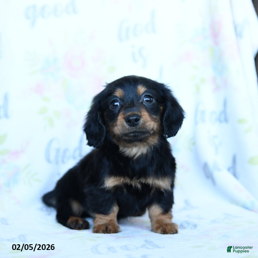 Miniature Dachshund dogs Tulip - Ad 2