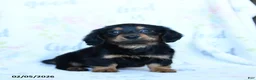 Miniature Dachshund dogs for sale: Tulip - Ad 2
