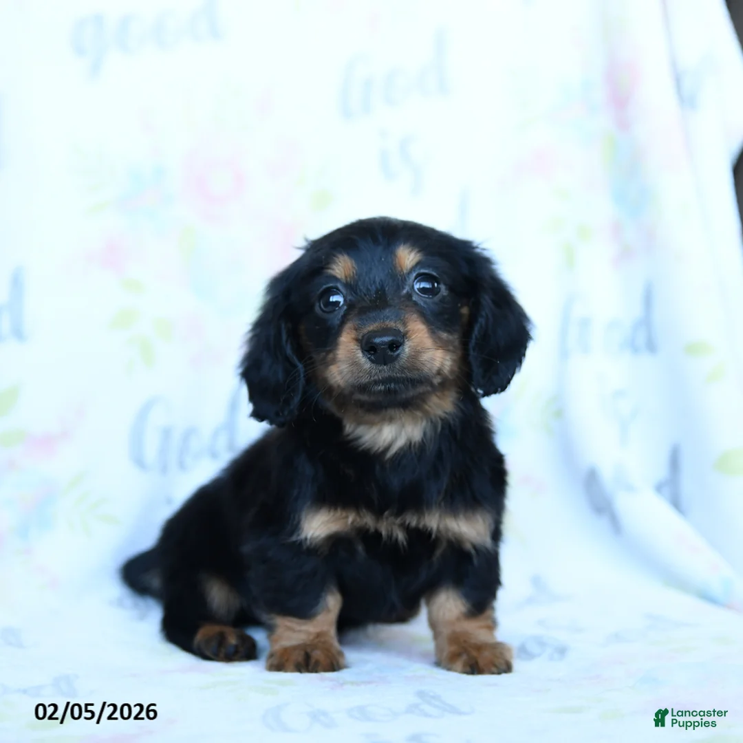 Miniature Dachshund dogs for sale: Tulip - Ad 2