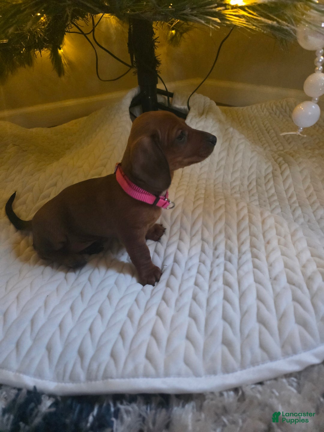 Miniature Dachshund dogs for sale: Samara - Ad 3