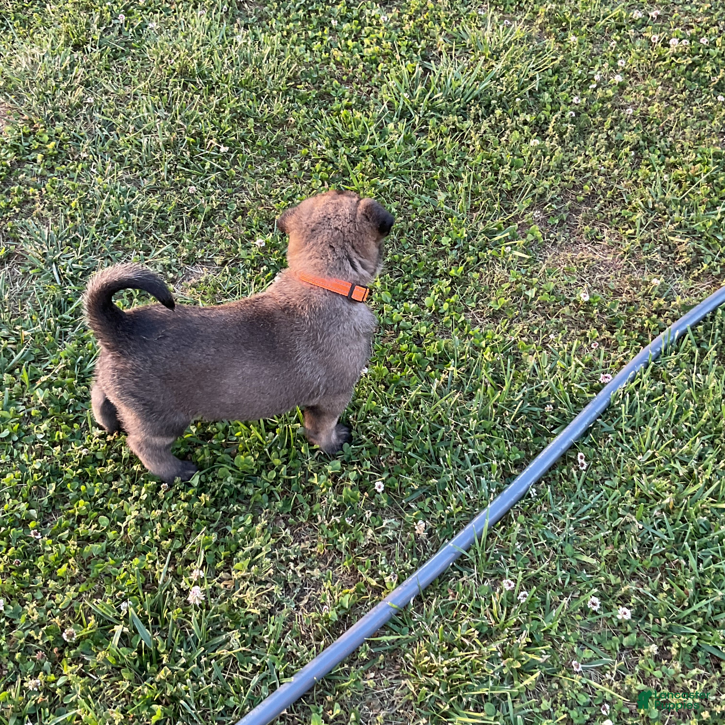 Belgian Malinois dogs Belgian Malinois Puppy 6 - Ad 10