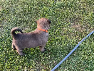 Belgian Malinois dogs Belgian Malinois Puppy 6 - Ad 10