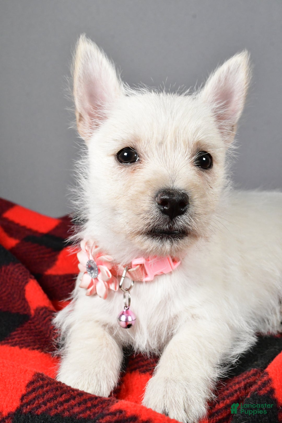 Cairn Terrier dogs for sale: Snowball - Ad 3