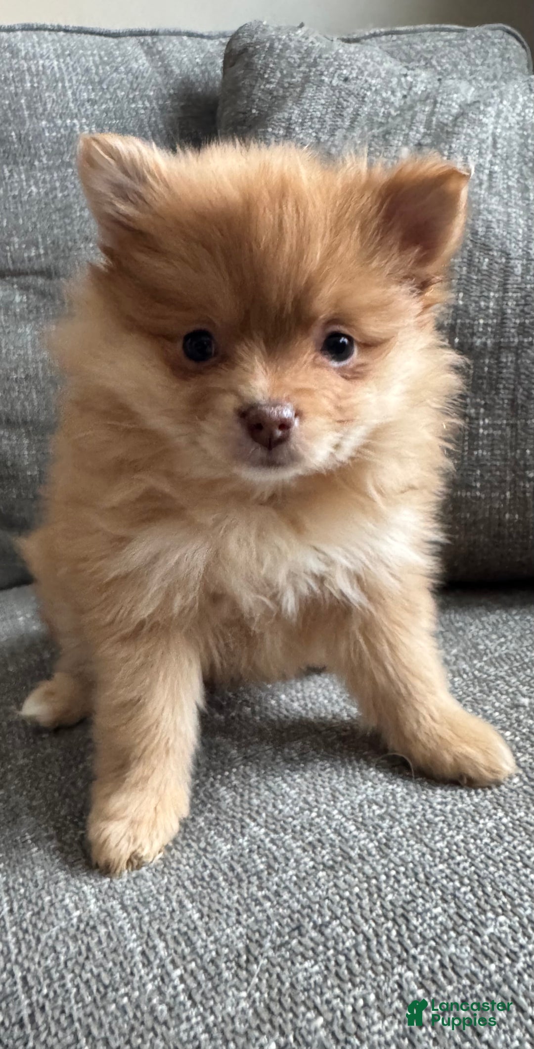 Pomeranian dogs for sale: Bella - Ad 2