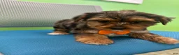 Yorkshire Terrier dogs for sale: Yorkshire Terrier Puppy 3 - Ad 2