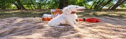 Mini Goldendoodle dogs for sale: Mini Goldendoodle 8 - Ad 2
