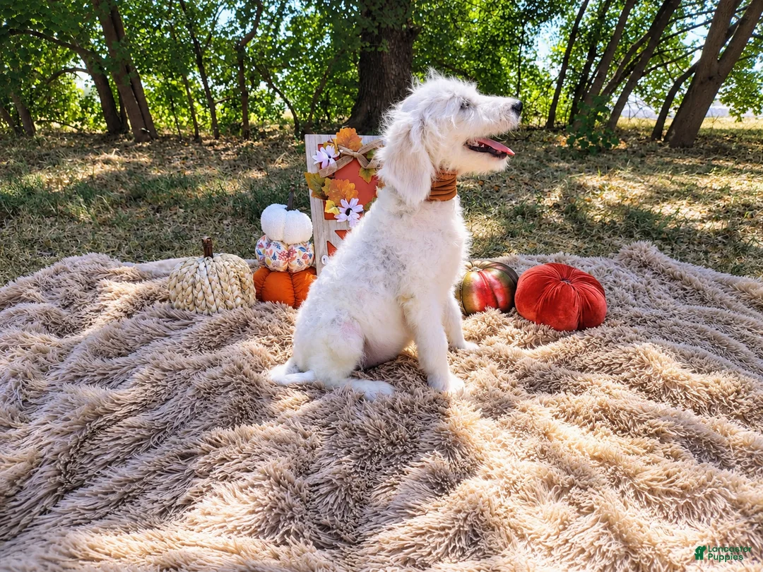 Mini Goldendoodle dogs for sale: Mini Goldendoodle 8 - Ad 2