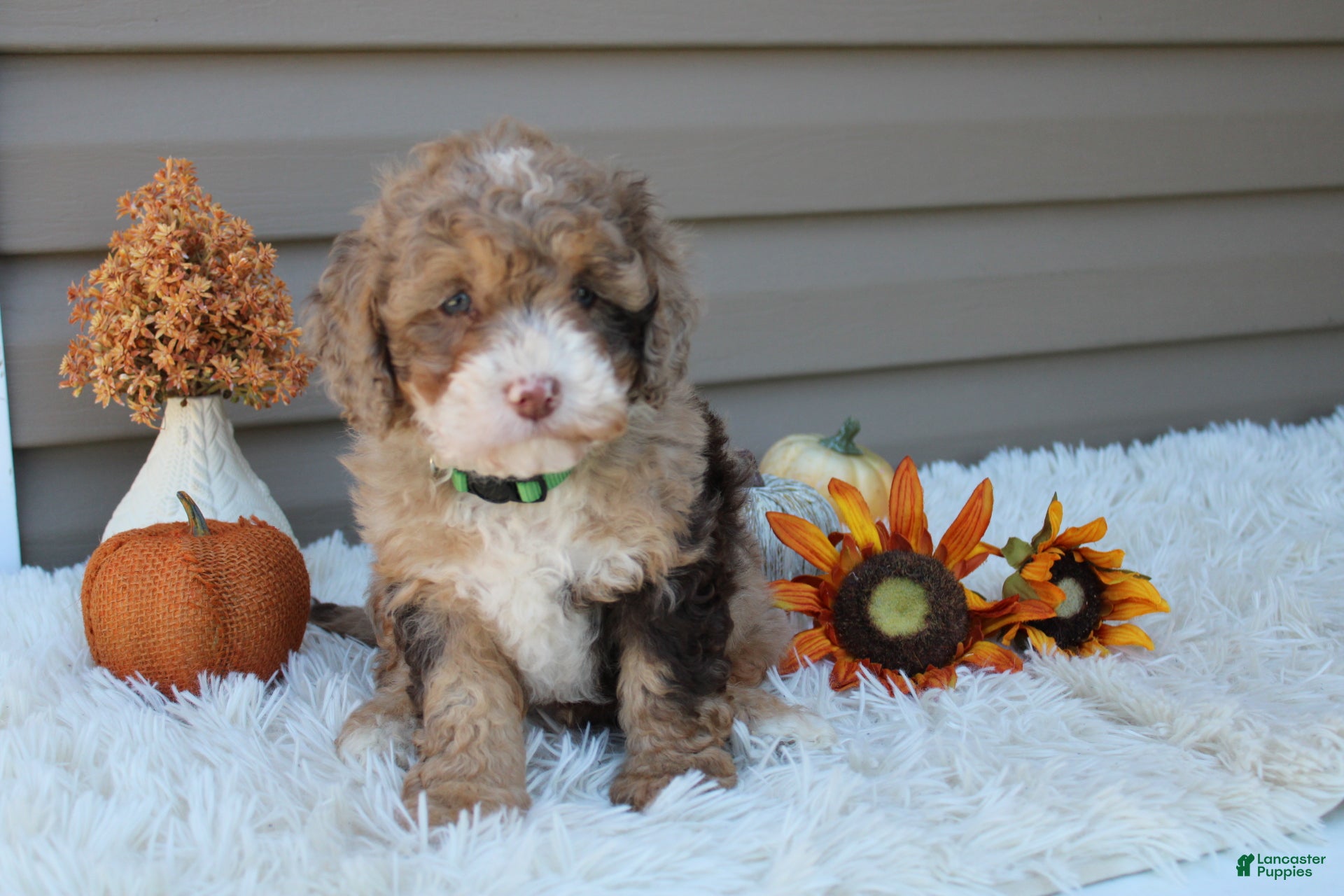 Cavapoo dogs for sale: Racer - Ad 1