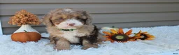 Cavapoo dogs for sale: Racer - Ad 1