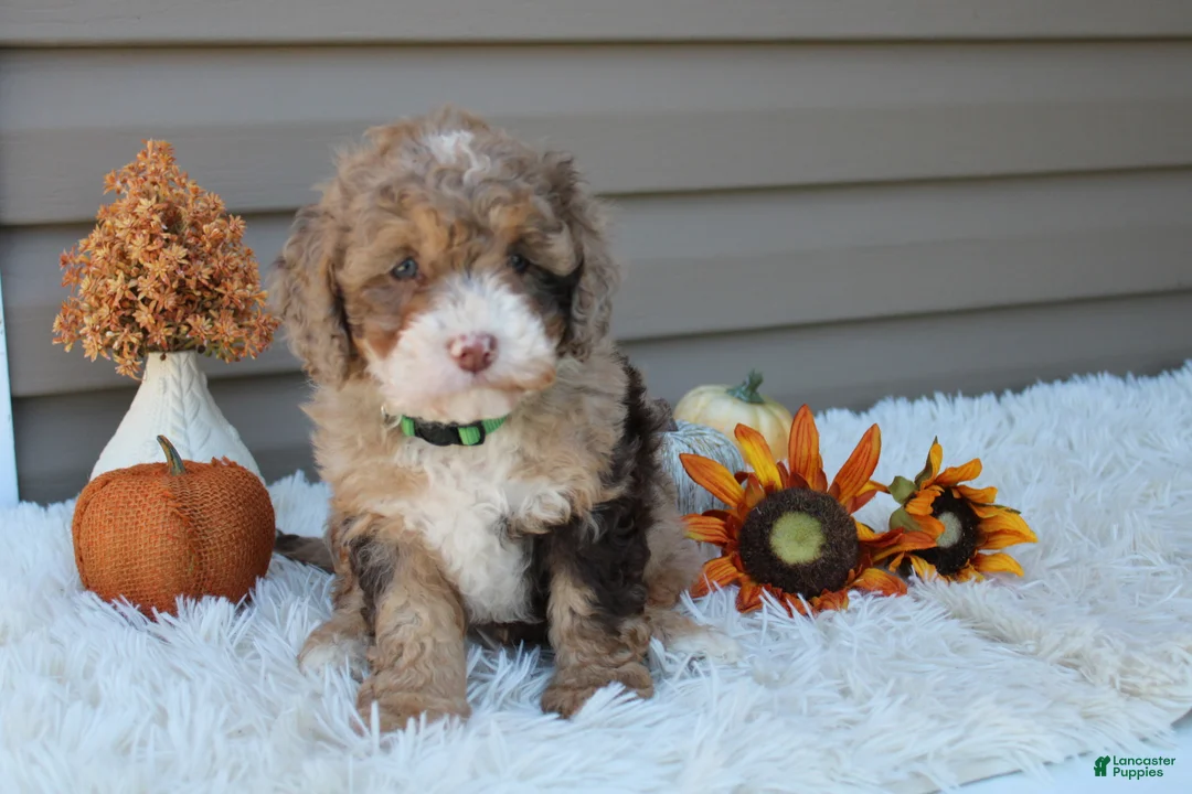 Cavapoo dogs for sale: Racer - Ad 1