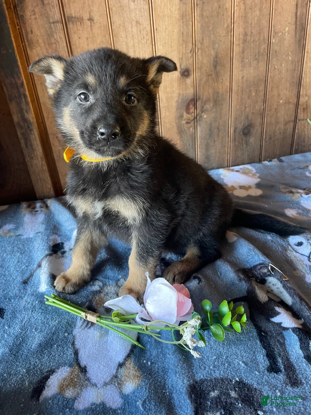 German Shepherd dogs for sale: Heidi - Ad 2