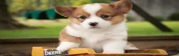 Welsh Corgi Pembroke dogs for sale: Woody - Ad 2
