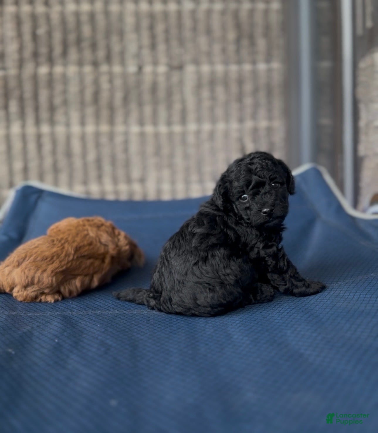 Toy Poodle dogs AKC Coal - Ad 24